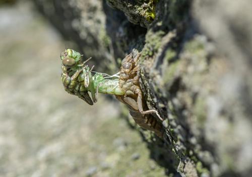 Réf. 262 932 : Stylurus flavipes